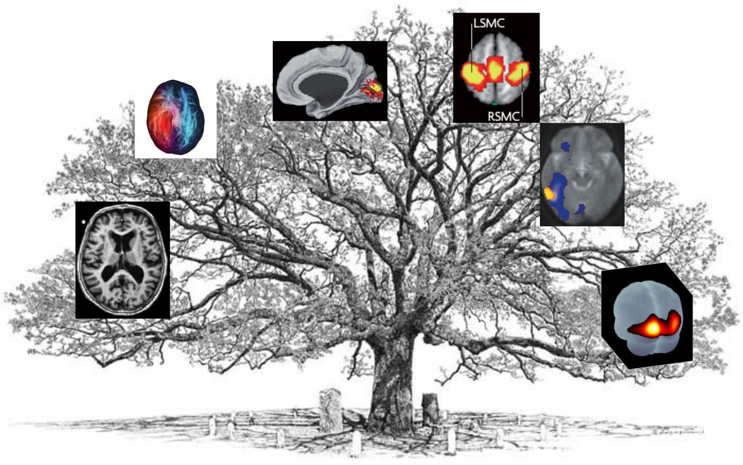 L’arbre de la neuroimagerie. Chaque branche représente une des techniques qui seront présentées durant le cours. Figure adaptée par P. Bellec à partir d’une variété de sources non libres de droit et inspirée du livre .