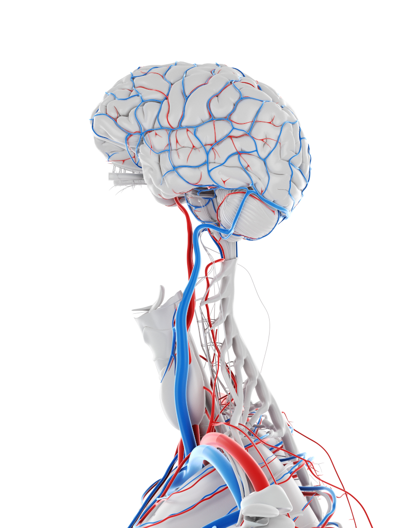 Rendu 3D réaliste de la vascularisation cérébrale. Image shutterstock ID 1571296897.