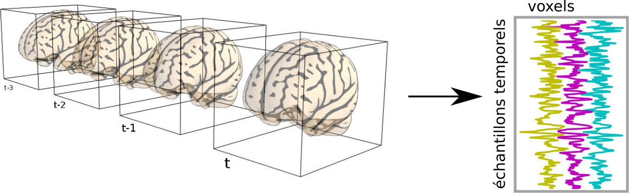 Les données d’IRMf sont constituées d’une série de volumes cérébraux. Chaque voxel est associé à une série temporelle. Figure tirée de la documentation Nilearn sous licence BSD.