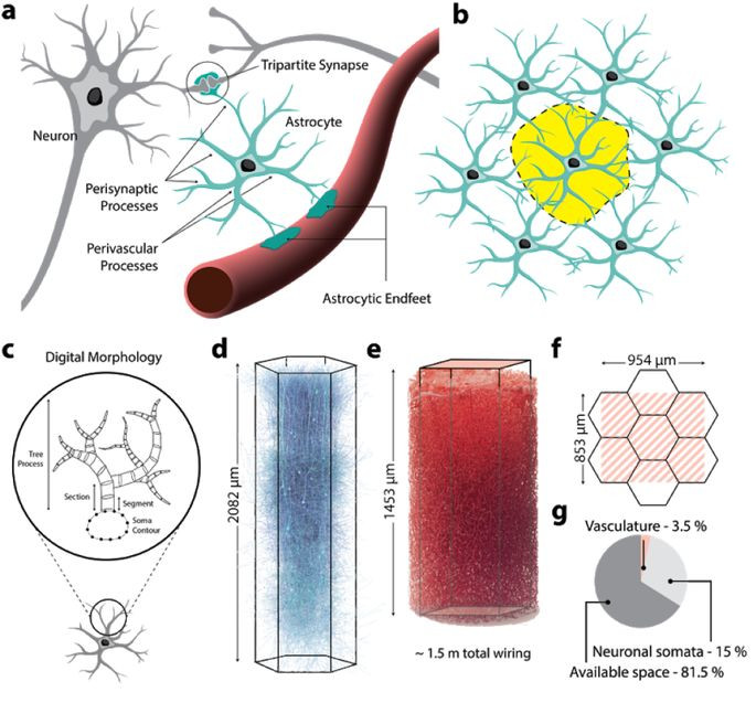 Résumé de l’architecture neuro-gliale-vasculaire. (a) Les astrocytes s’enveloppent autour des synapses, et ont des projections jusqu’à la surface des micro-capillaires. (b) Les astrocytes établissent des domaines anatomiques exclusifs, qui chevauchent de manière minimale ceux de leurs voisins astrocytes. (c) Schéma représentant la morphologie d’une cellule gliale, avec un corps connecté à une structure en arbre. (d) Micro-circuit neuronal. (e) microvascularisation cérébrale. (f) illustration de la taille des micro-circuits neuronaux et de la vascularisation. (g) pourcentage d’occupation du volume dans l’espace du circuit. Figure tirée de l’article par Zisis et coll. (2021) , sous licence CC-BY-NC-ND.