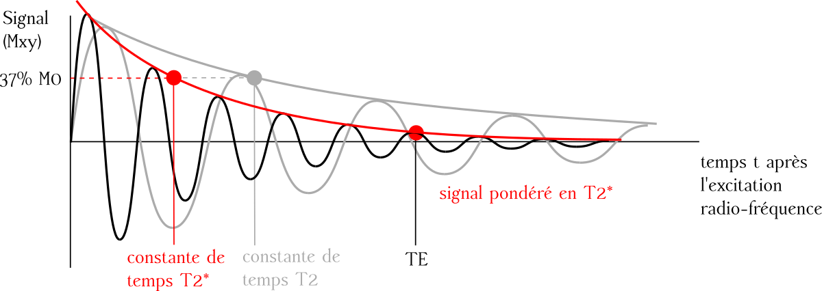 Lorsqu’une molécule comme la désoxyhémoglobine est présente, les spins se déphasent plus rapidement. Il est possible de modifier la séquence d’IRM pour éliminer ce phénomène, et c’est ce que l’on fait pour obtenir une image pondérée en T_2 traditionnelle. Si l’on ne modifie pas la séquence, le paramètre de décroissance apparait plus court, et c’est ce que l’on appelle le T_2^*.